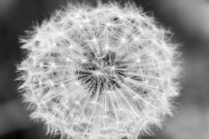 Dandylion black and White
