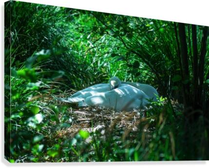 Resting Swan Canvas Print