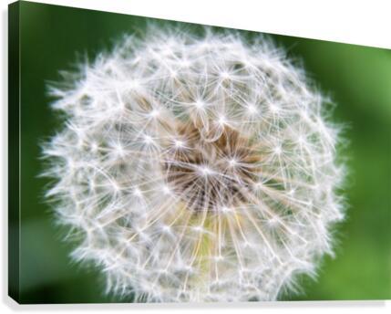 Dandylion Canvas Print