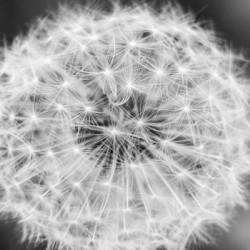 Dandylion black and White