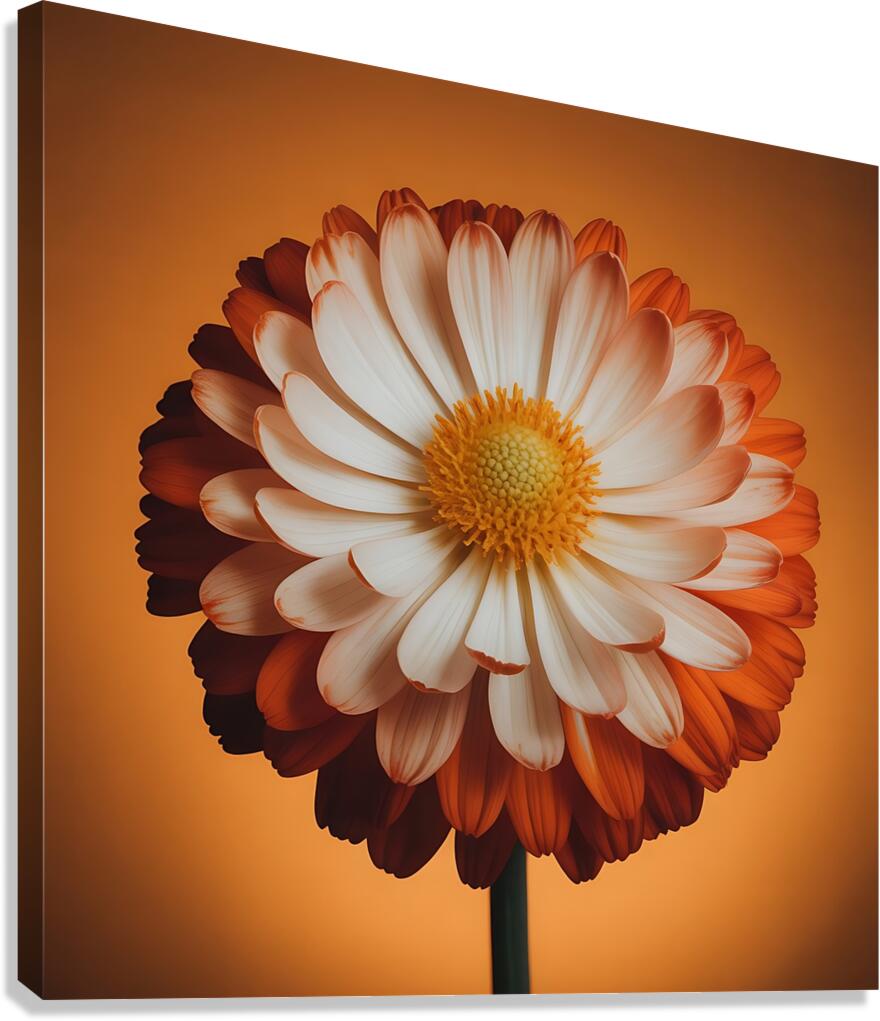 Sunset Daisy Canvas Print