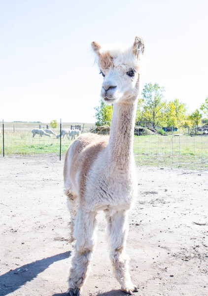 Alpaca Days  Print