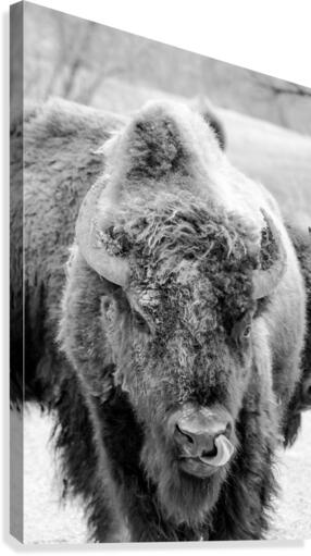 Bully Tough Canvas Print