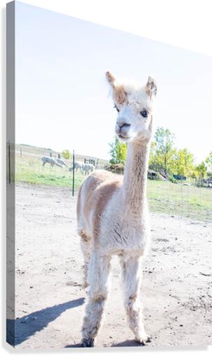 Alpaca Days  Canvas Print