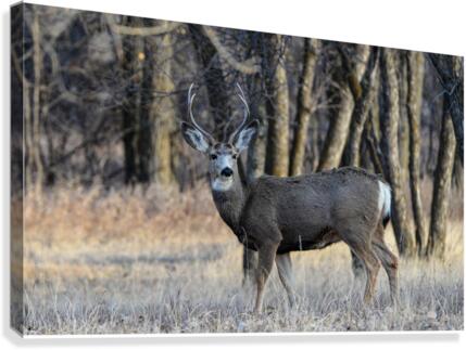 StandingTall Canvas Print