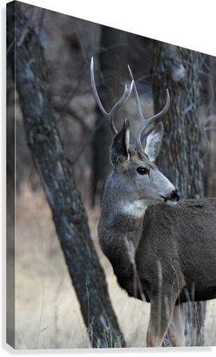 In the Wild Canvas Print