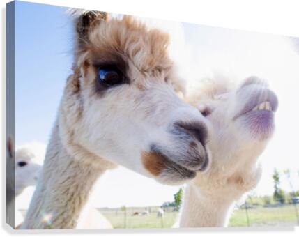Close Up Canvas Print