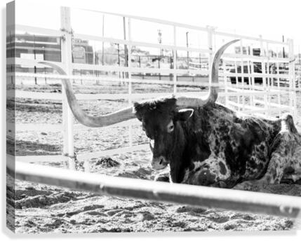 Rustic Longhorn resting  Canvas Print