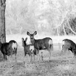 North Dakota White Tail Deer- Black and White