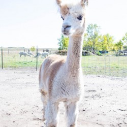Alpaca Days 