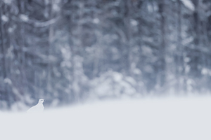 Snow White 