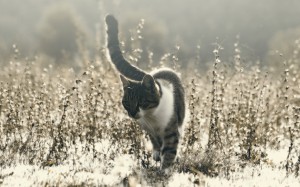 Morning hunt