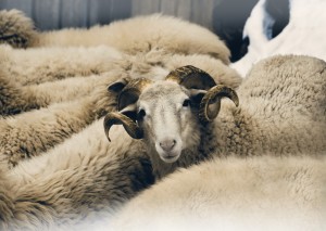 Ram