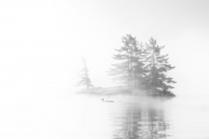 Bird island