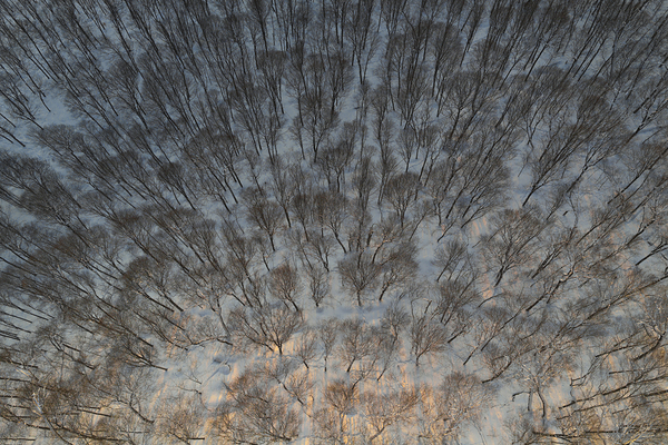 Forest life  Print