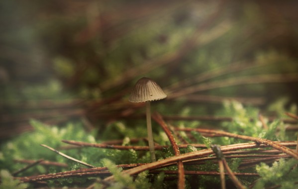 Forest life Print