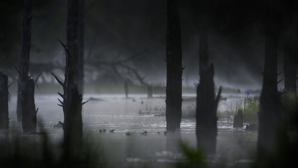 Dark wet world  by Marko Radovanovic