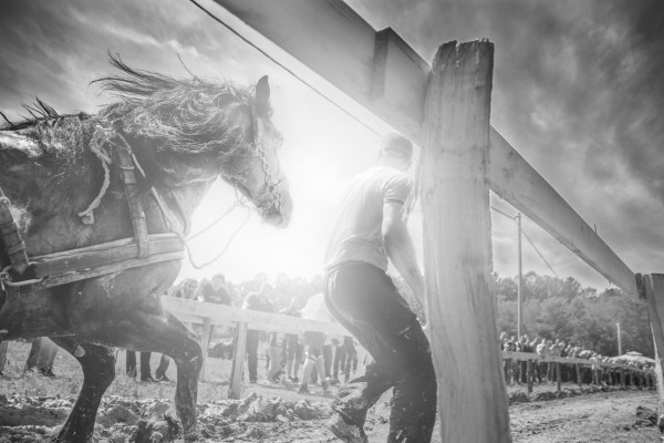 Man and horse  Print