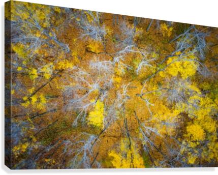 Fallen  Canvas Print