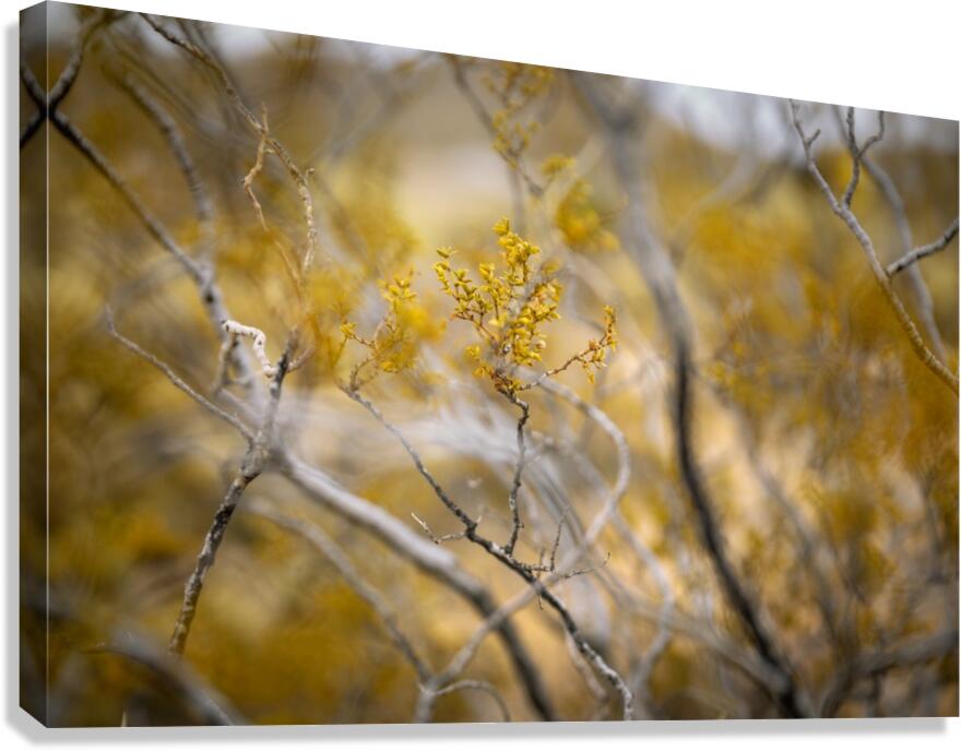 Desert rose Canvas Print