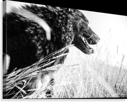 Wild days Canvas Print