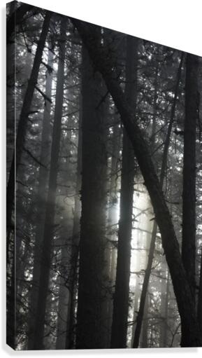 Forest ecosystem  Canvas Print