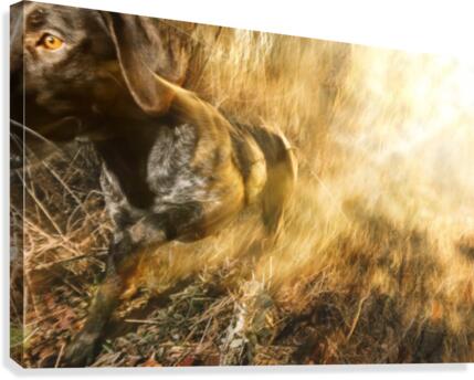 Sniff  Canvas Print