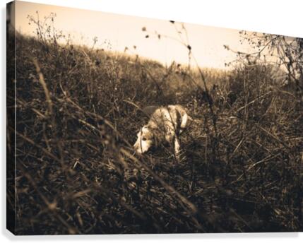 Sniffer  Canvas Print