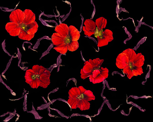 Chorus