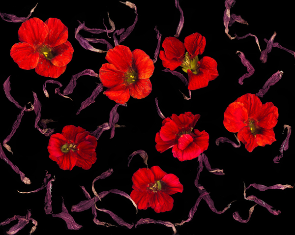 Chorus Print
