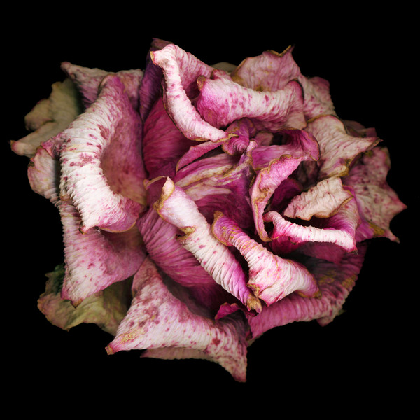 Fading Rose Print