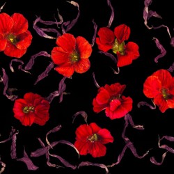 Chorus