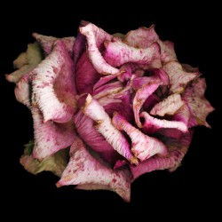 Fading Rose