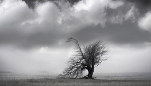 Windswept Elegance 13