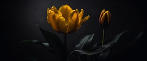 Tulips Redux  5