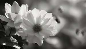 Beauty for Your Room 