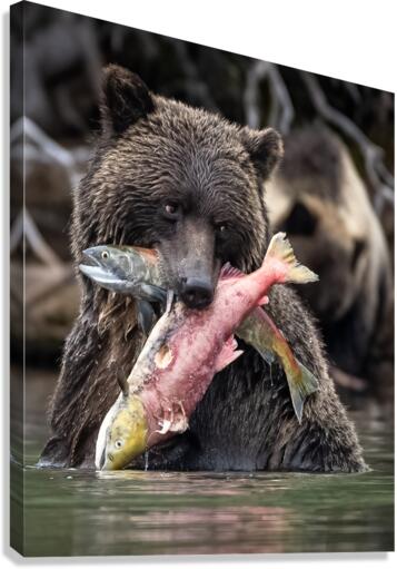 Double catch - Double succes Canvas Print