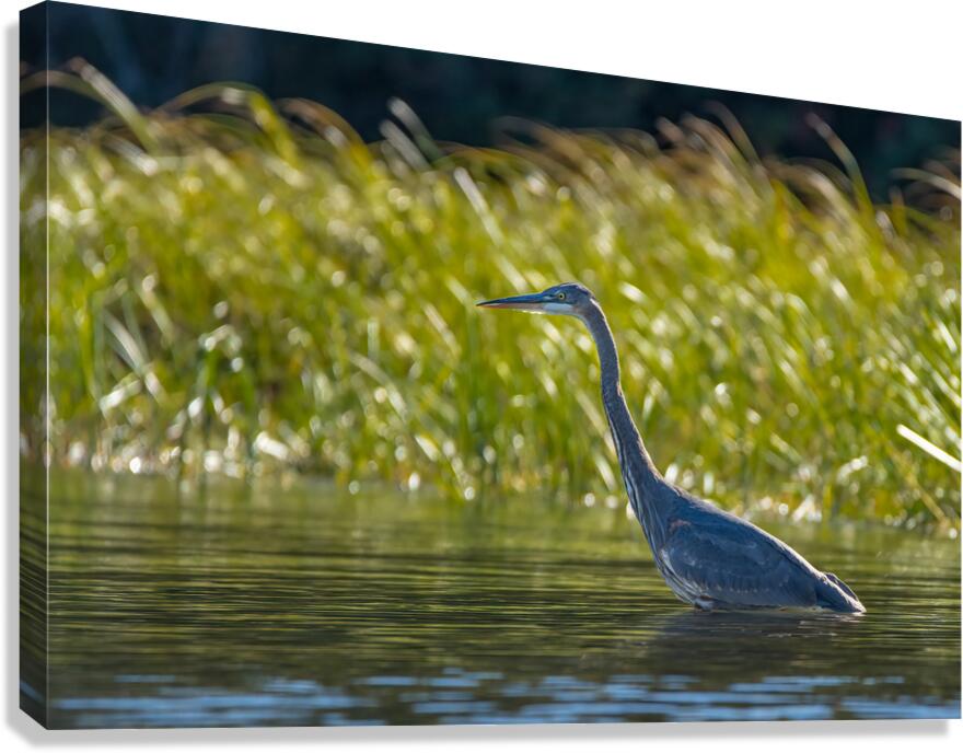 Heron Canvas Print