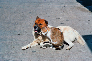 Dog and Cat Cheng Chau Island Hong Kong 1986