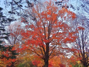 Foliage