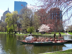 Swan Boat Boston Public Garden 1990s