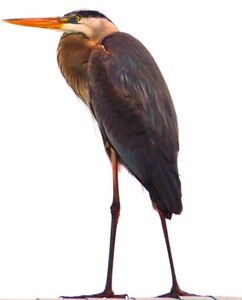 Blue Heron Florida