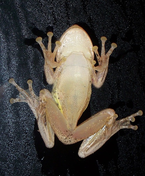 Cuban Tree Frog Print