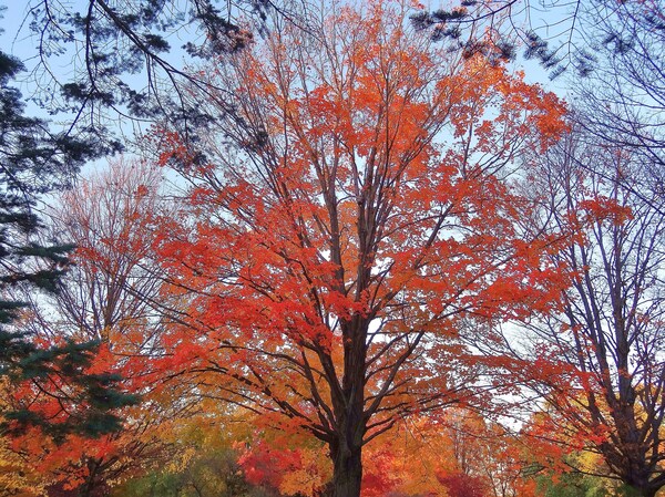 Foliage Print