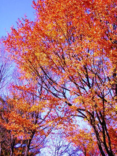 IMGP0419   Copy Print
