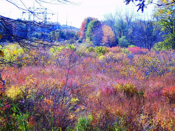 Landscape Print