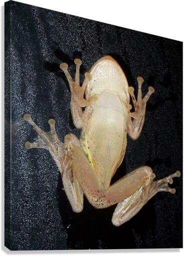 Cuban Tree Frog Canvas Print