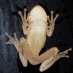 Cuban Tree Frog
