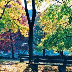 Foliage