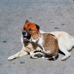 Dog and Cat Cheng Chau Island Hong Kong 1986